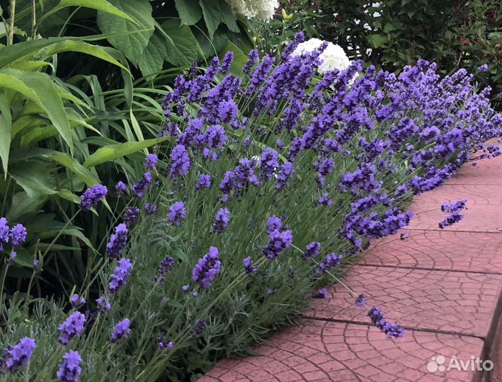 Лаванда саженцы