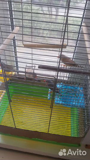 Амадины с клеткой