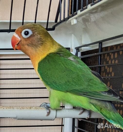 Продам попугаев масковых неразлучников
