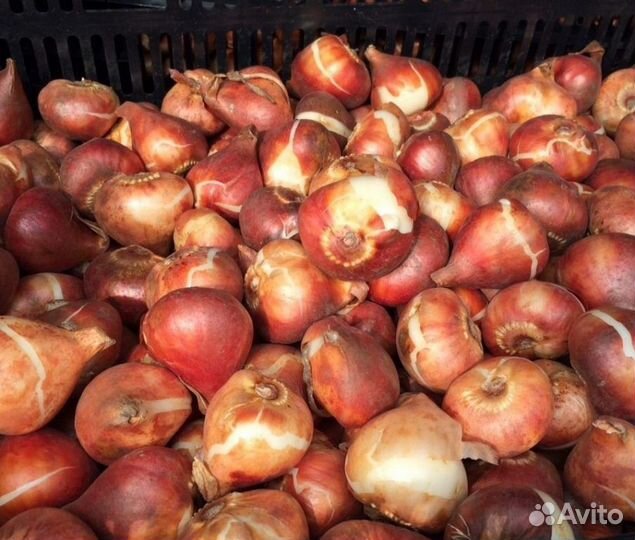 Луковицы тюльпанов оптом 12+ и 14+ для выгонки