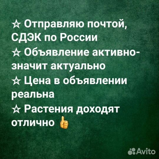 Саженцы Лимона