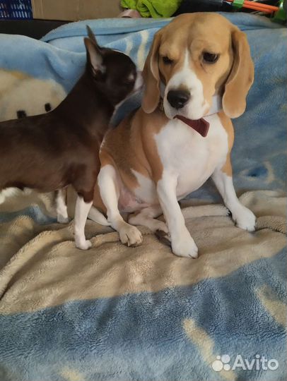 Передержка собак