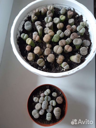 Литопсы живые камни