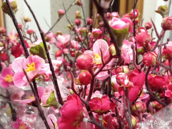 Сакура цветы