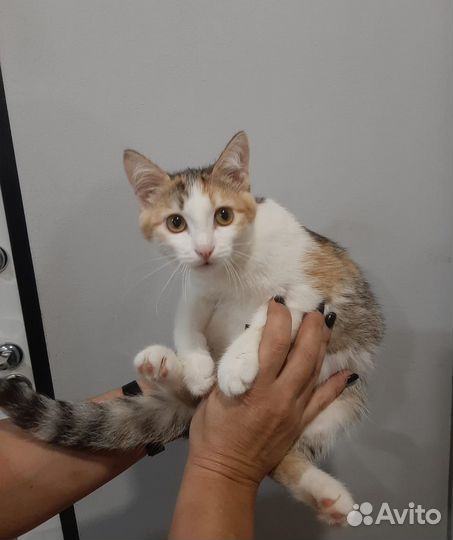 Котенок девочка4.5 мес