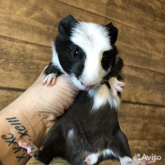 Морские свинки. 2 мес. Мальчики