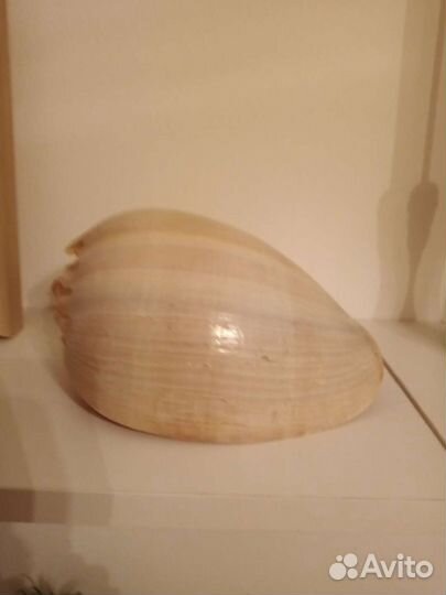 Ракушка морская