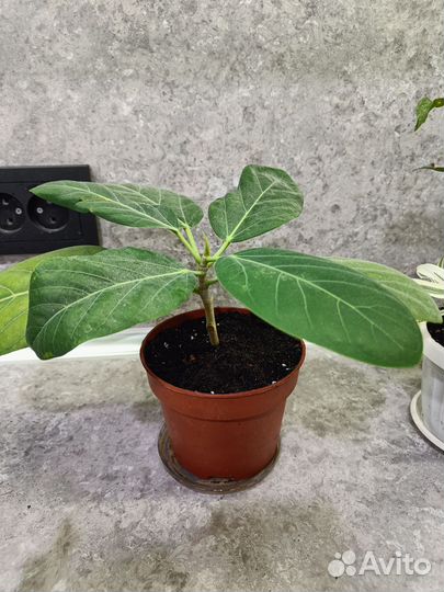 Фикус бенгальский