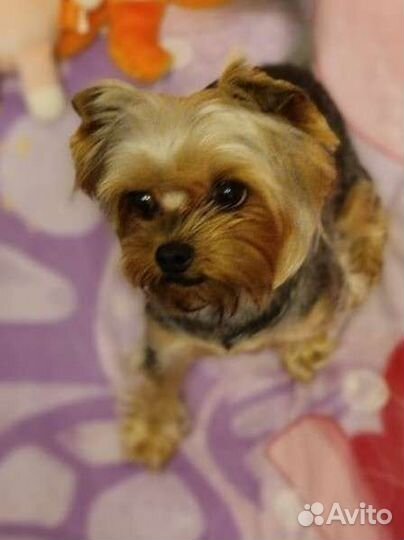 Стрижка,экспресс линька-грумминг собак и кошек