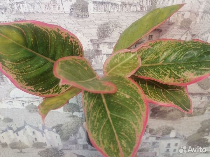 Аглаонемы Тайланд