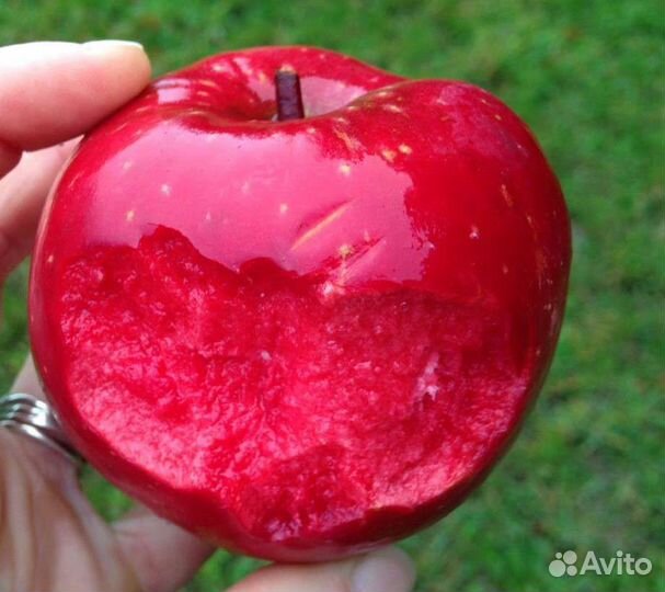 Ред Кетти саженцы