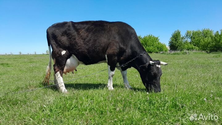 Корова дойная и тёлочка отпоенная