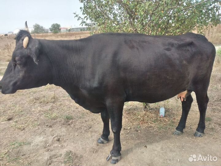 Коровы дойные молочные