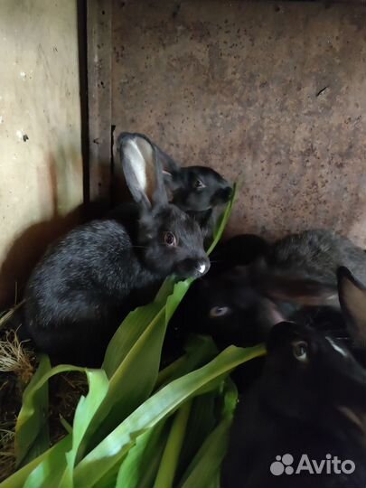 Крольчата