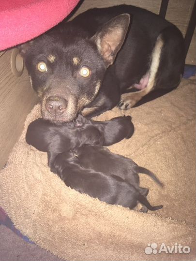 Австралийские келпи щенки