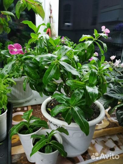 Домашние растения цветы