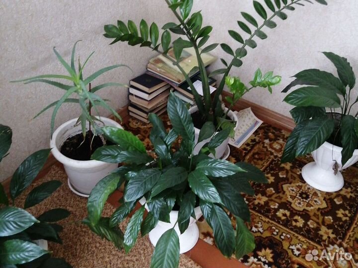 Спатифиллум