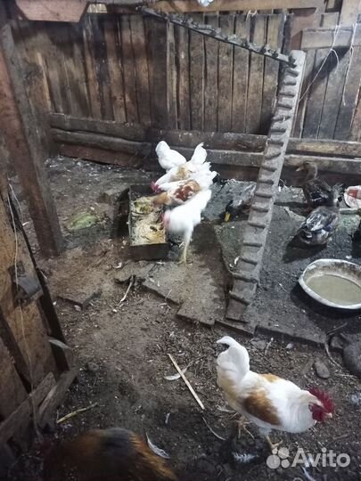Петух