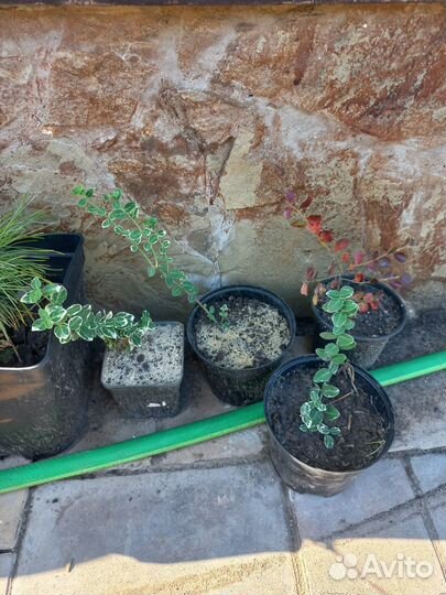 Бересклет Форчуна сорт Эмеральд Гаити