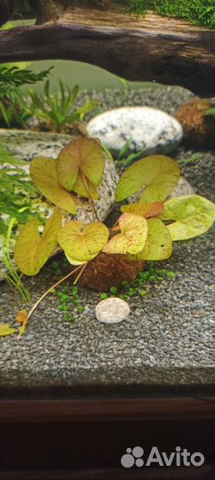 Аквариумные растения прополка