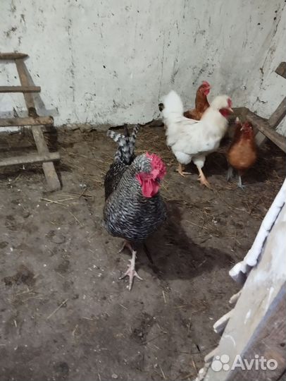 Петухи молодые