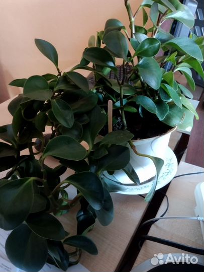 Пеперомия Туполистная