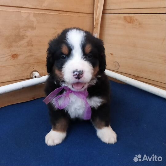 Очень шустренькая девочка Бернский зенненхунд