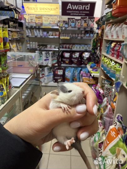 Крыса дамбо