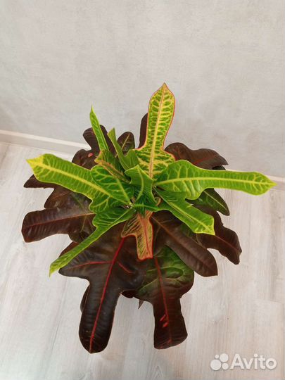 Кодиеум кротон