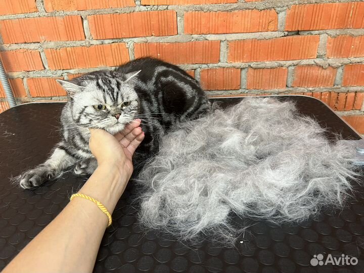 Грумер для кошек и собак