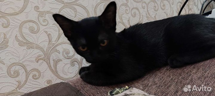 Котята европейской бурмы