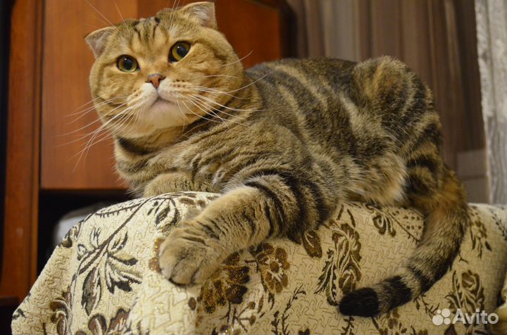 Кот на вязку