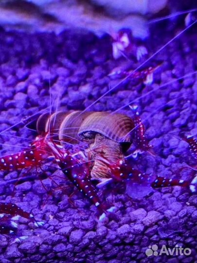 Аквариумные Креветки