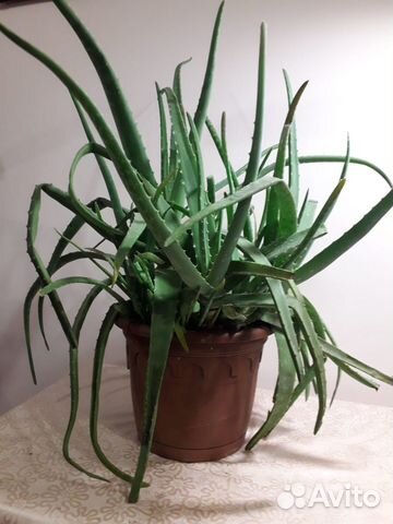 Алоэ столетник