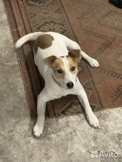 Вязка джек Рассел терьер