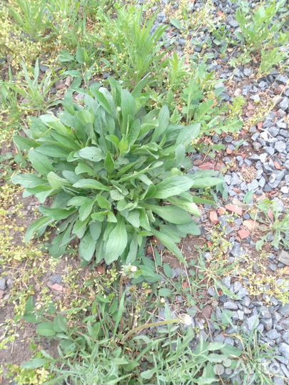 Цветы садовые многолетние