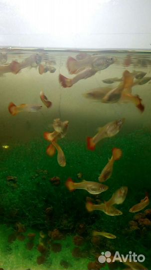 Рыба гурами жемчужный,пецилия,меченосец, молинезия