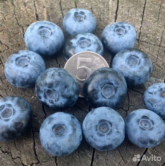 Голубика саженцы