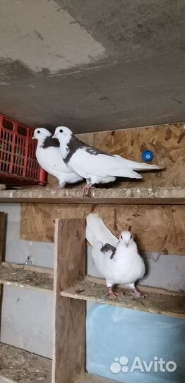 Ижевские голуби и спортивные