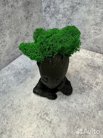 Кашпо со стабилизированным мхом