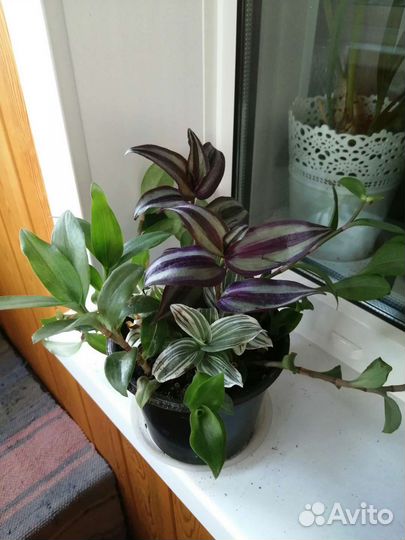 Традесканция