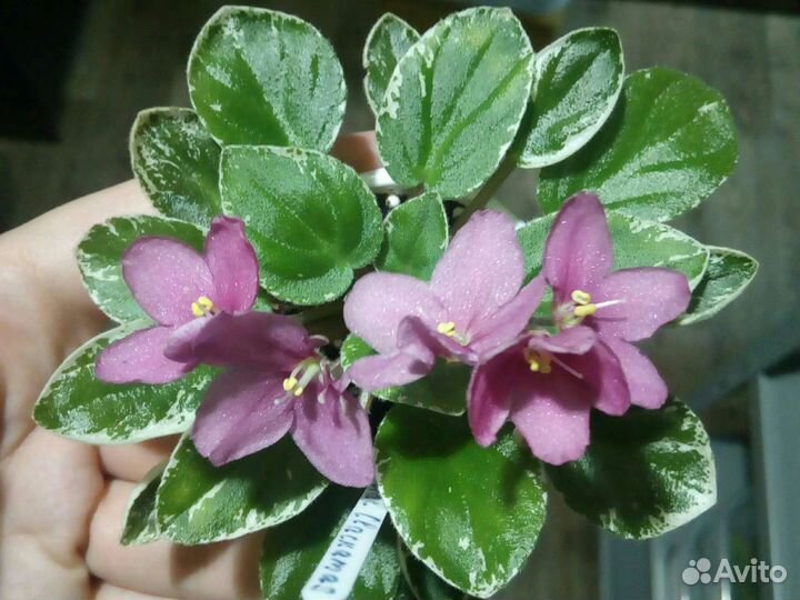 Фиалки сортовые, детки