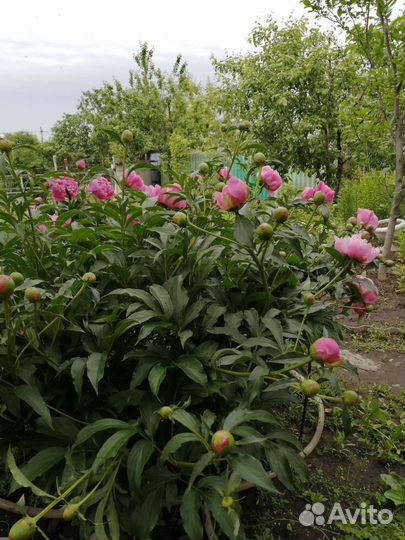 Пион розовый