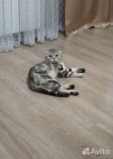 Кот на вязку