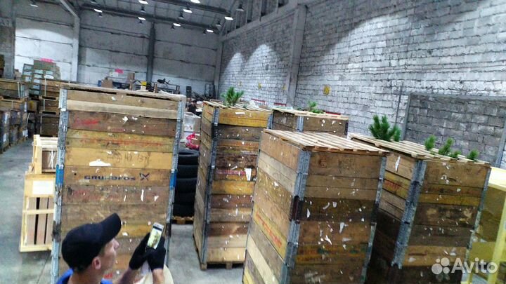 Саженцы Кедр Сибирский 180-220 см