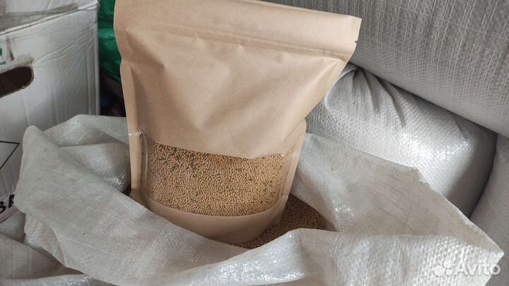 Горчица Белая Семена Сидерат Медонос