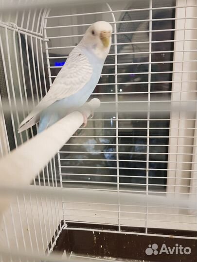 Парочка попугаев