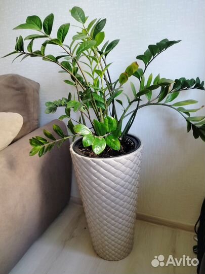 Замиокулькас