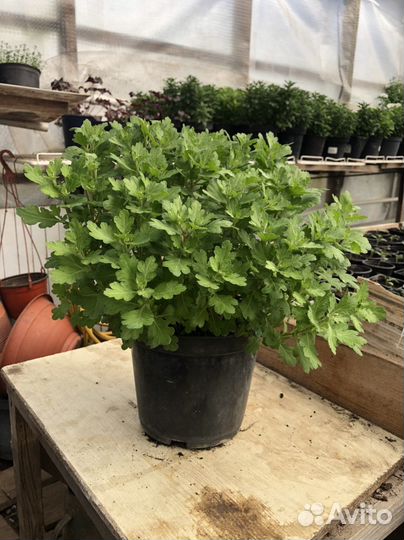 Хризантема мультифлора