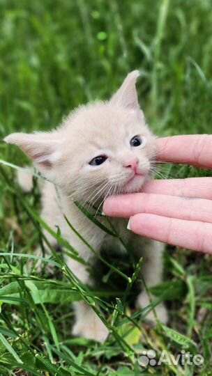 Котенок бесплатно